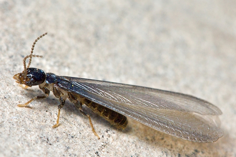 Individuo sessuato di Reticulitermes